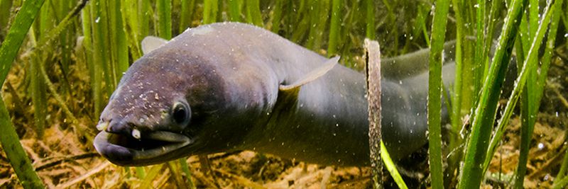 American Eel