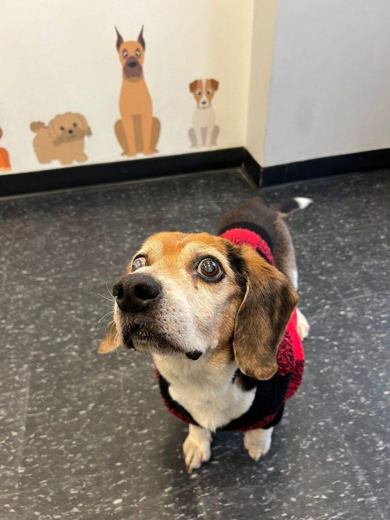 Charlie the Joyful Spirit