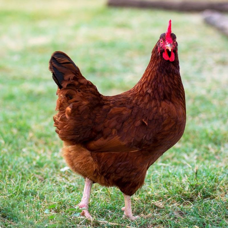 Henrietta the Hen