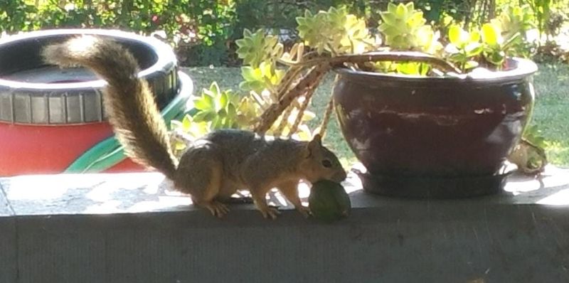 Adorable Garden Bandits