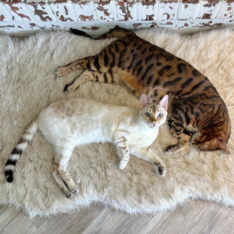 Bengal