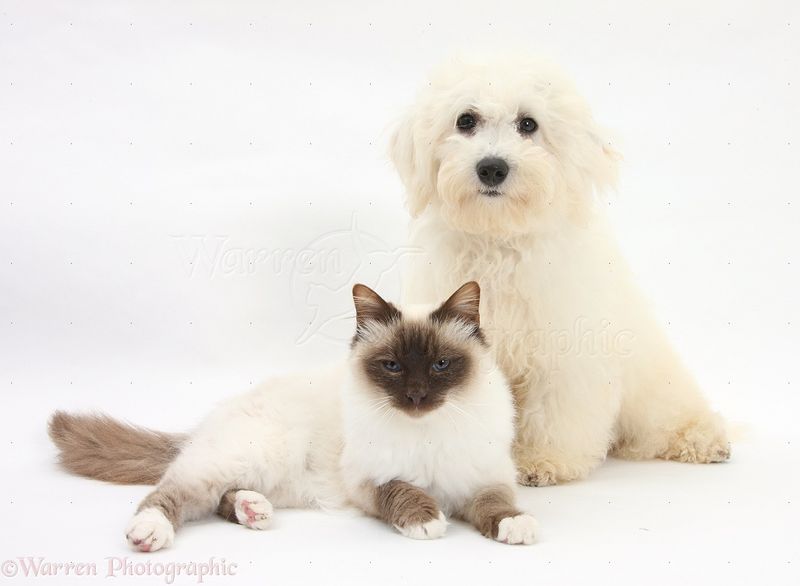 Birman