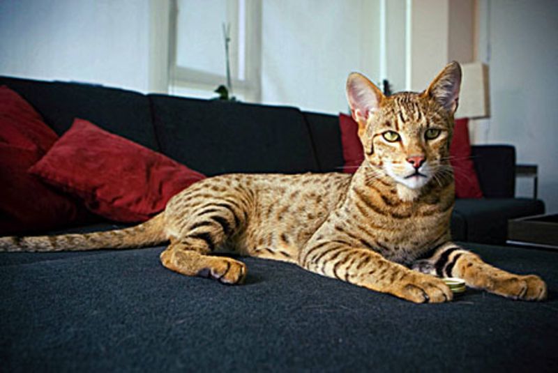 Ashera Cat