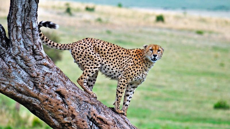 Cheetah