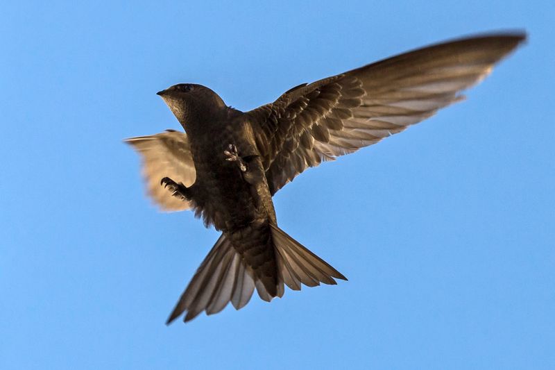 Common Swift