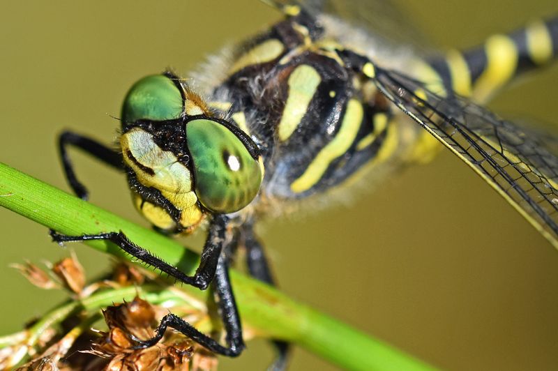 Dragonfly