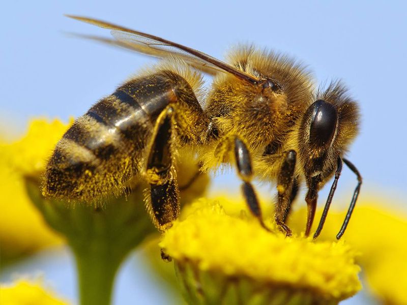 Bee