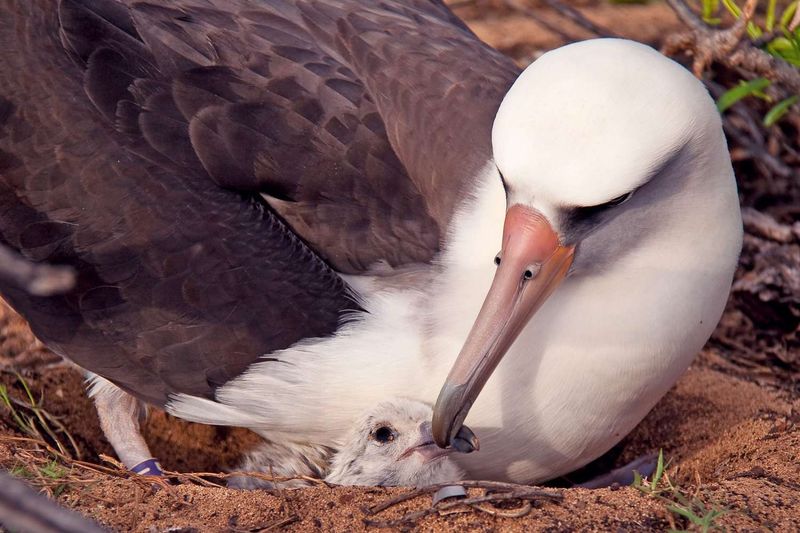 Albatross