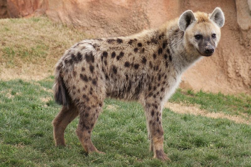 Spotted Hyena