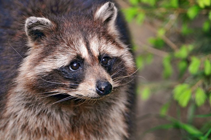 Raccoon