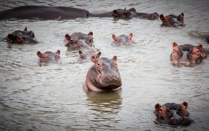 Hippopotamus