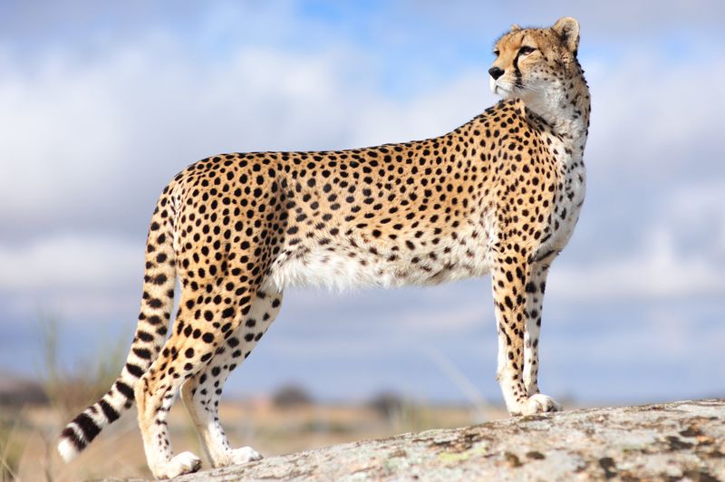 Cheetah
