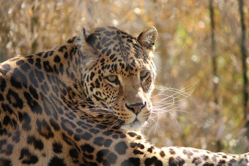 Leopards: Masters of Stealth
