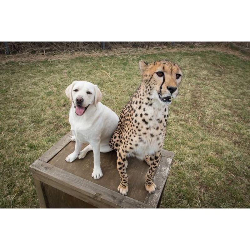 Dogs as Social Models
