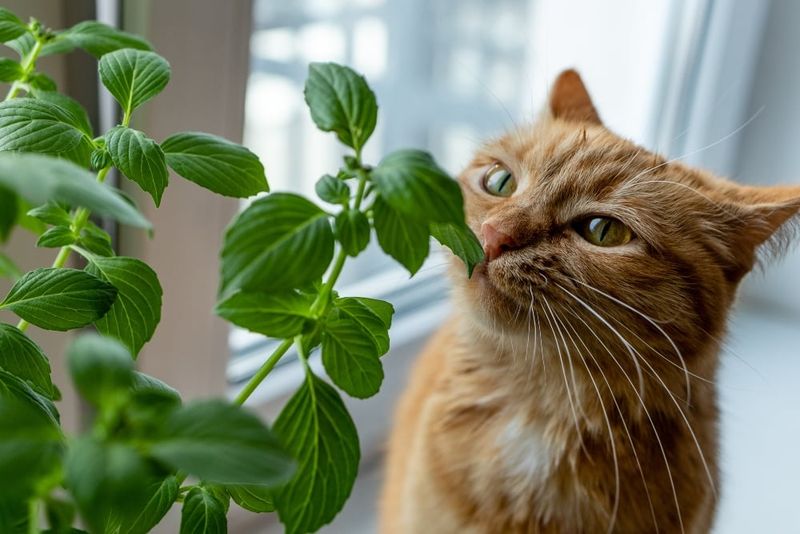 Feline Curiosity Unveiled