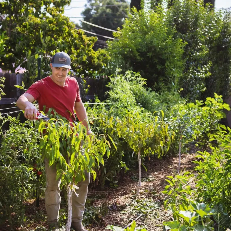 Overly Pruned Trees and Shrubs