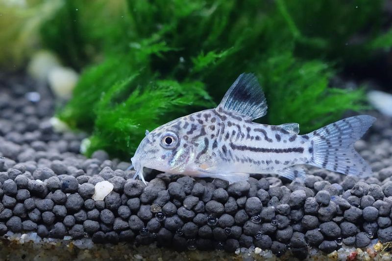 Corydoras Catfish