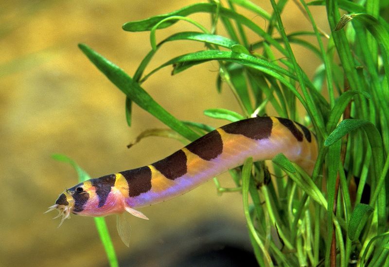 Kuhli Loaches