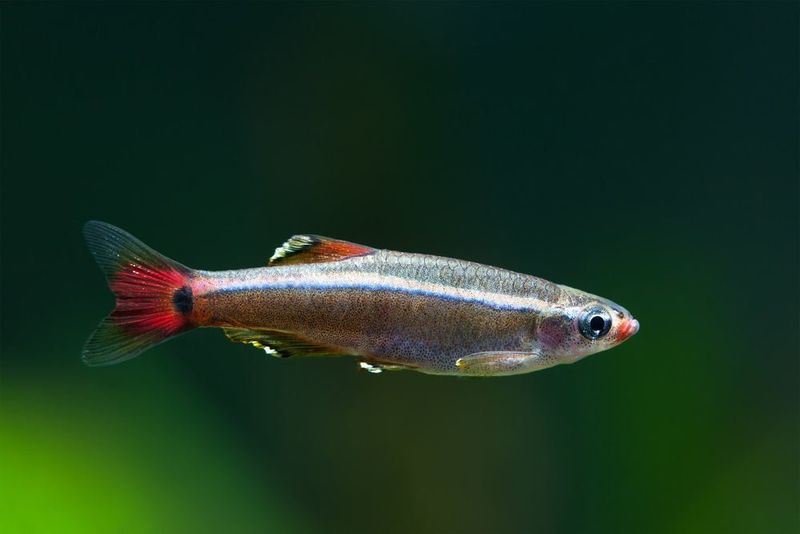 White Cloud Mountain Minnows