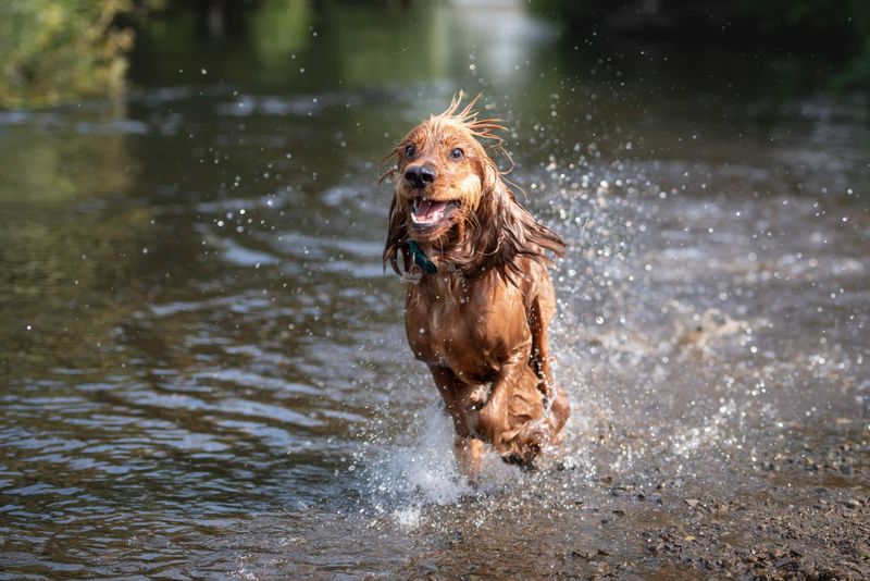 Irish Water Spaniel