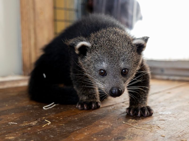 Brookfield Zoo Binturong Baby