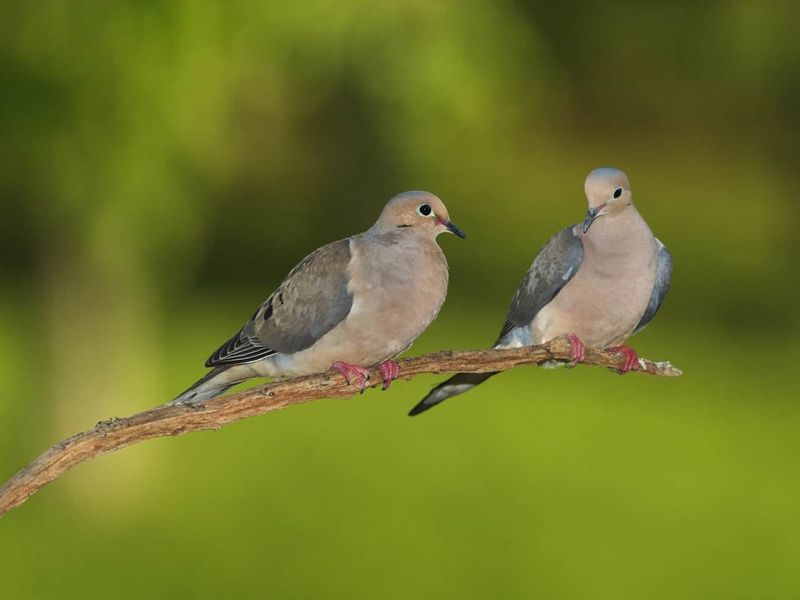 Mourning Dove