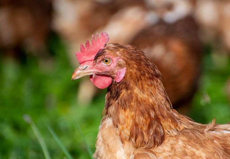 Chicken