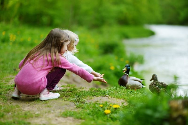 Ducks