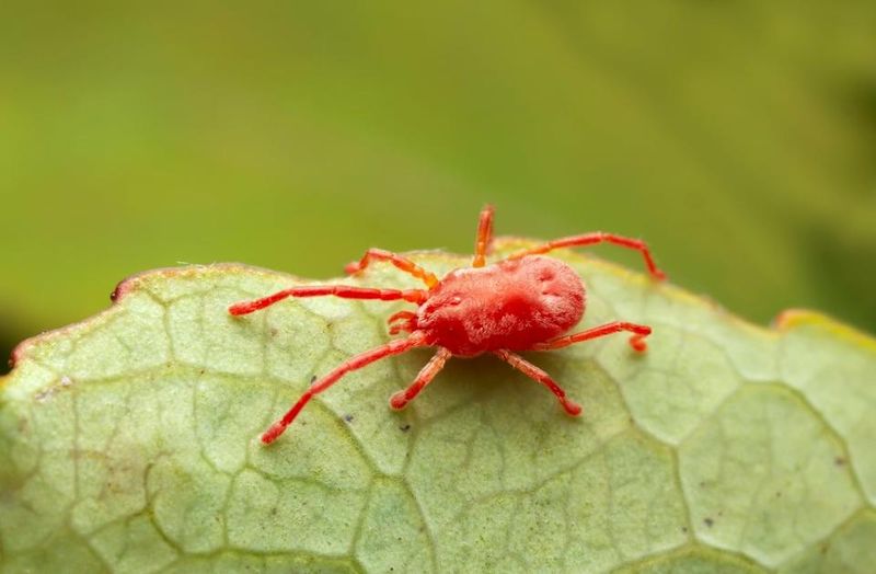 Chiggers