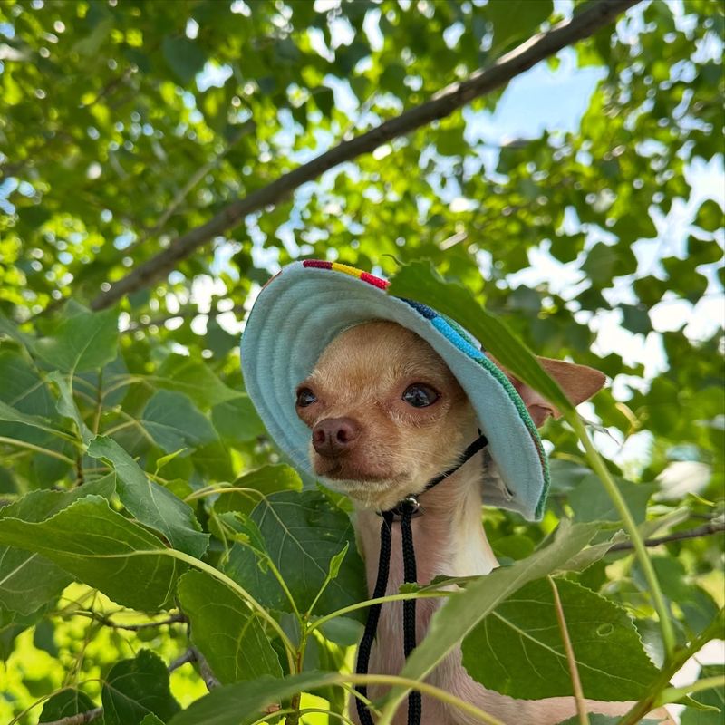 Chihuahua