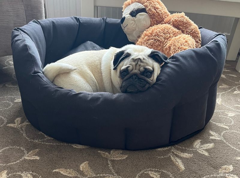 Pug