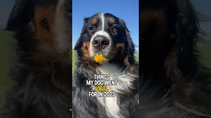 Bernese Mountain Dog