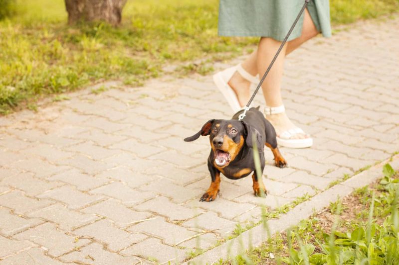 Dachshund