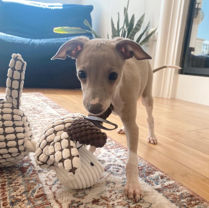 Italian Greyhound