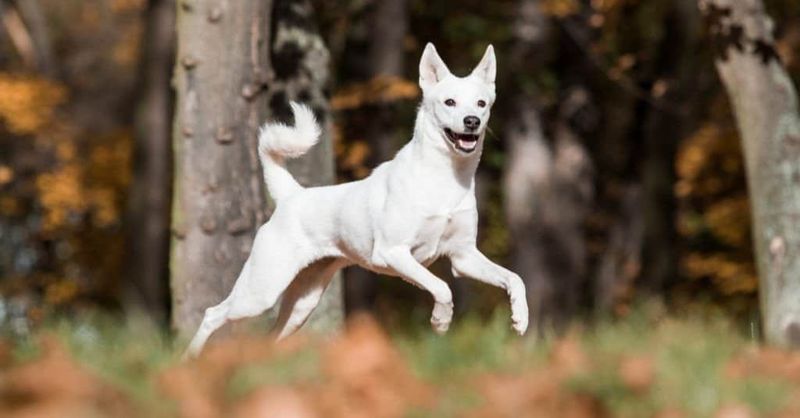 Canaan Dog