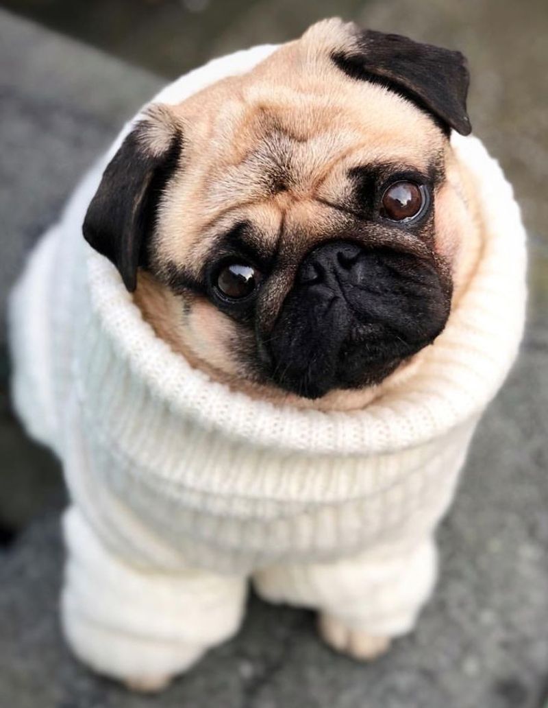 Pug