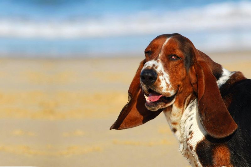 Basset Hound