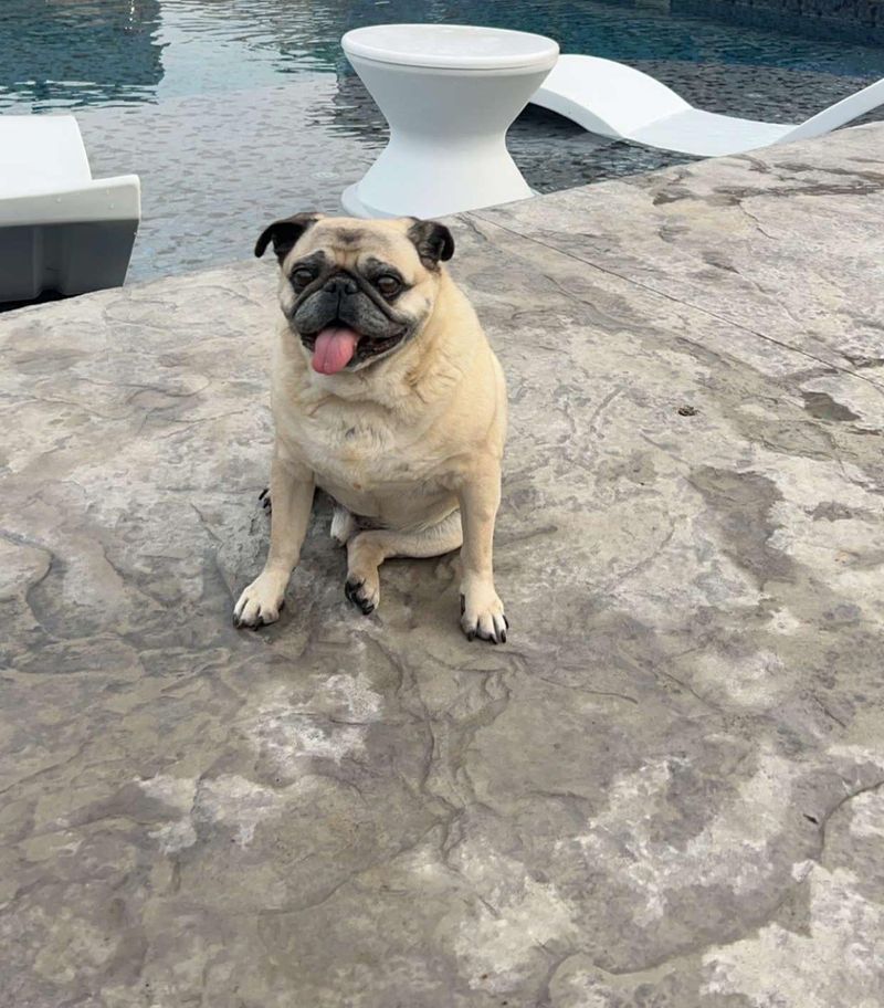 Pug