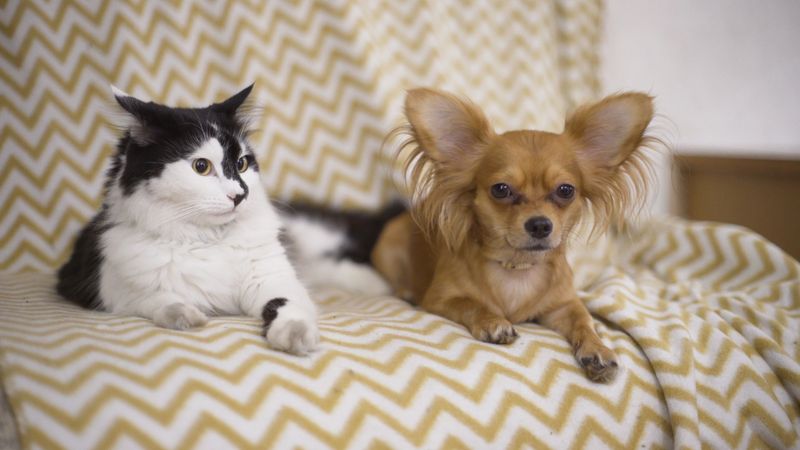 Chihuahua