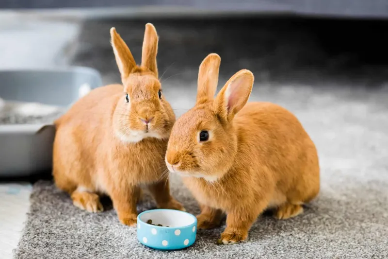 Domestic Rabbit