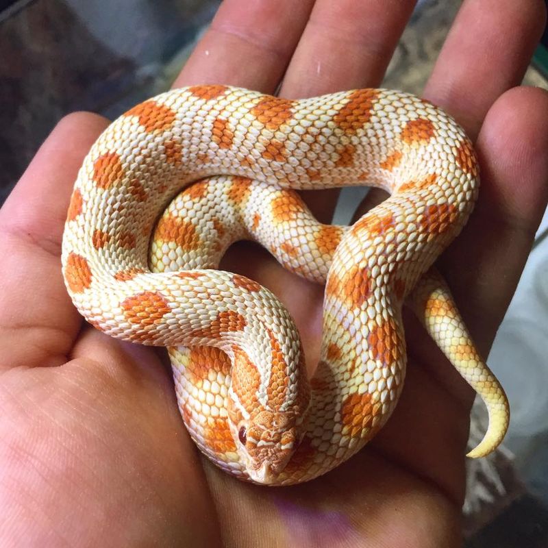Hognose Snake