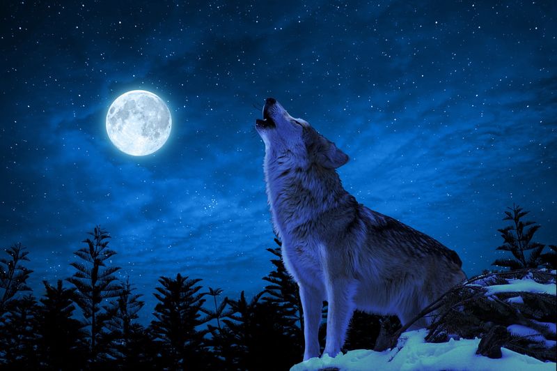 Wolf
