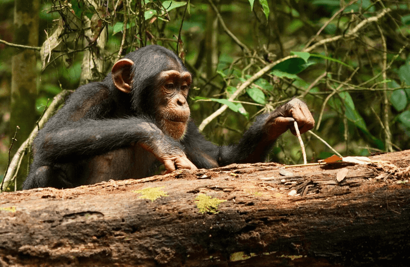 Chimpanzee