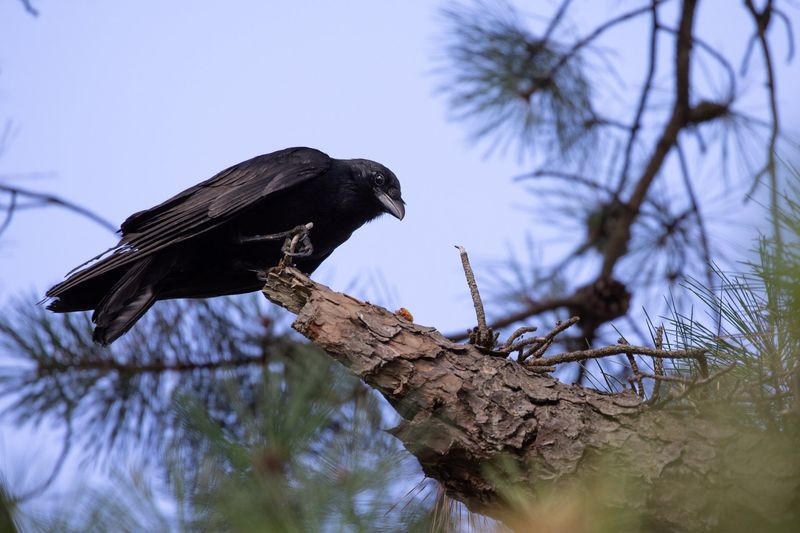 Crows