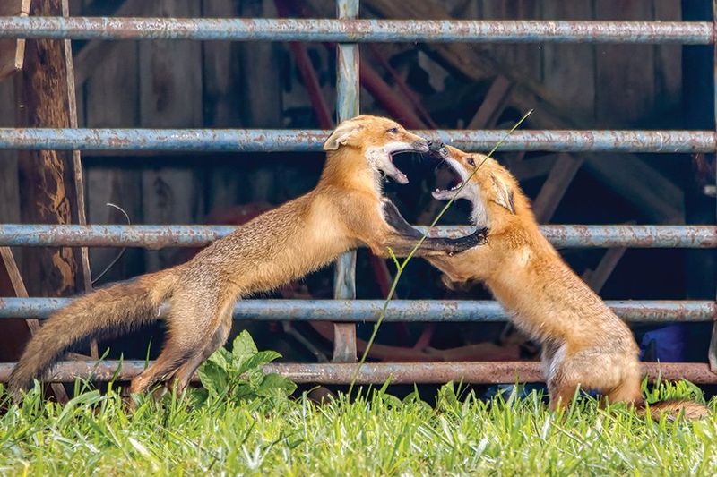 Foxes
