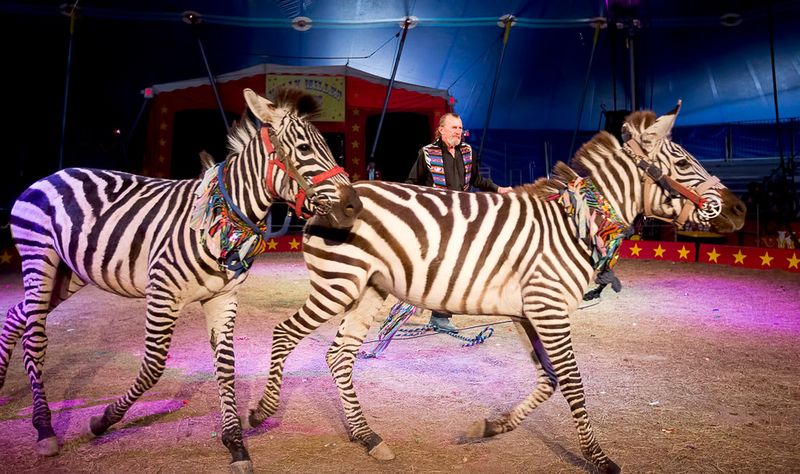Zebras