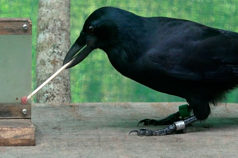 Crows' Problem Solving