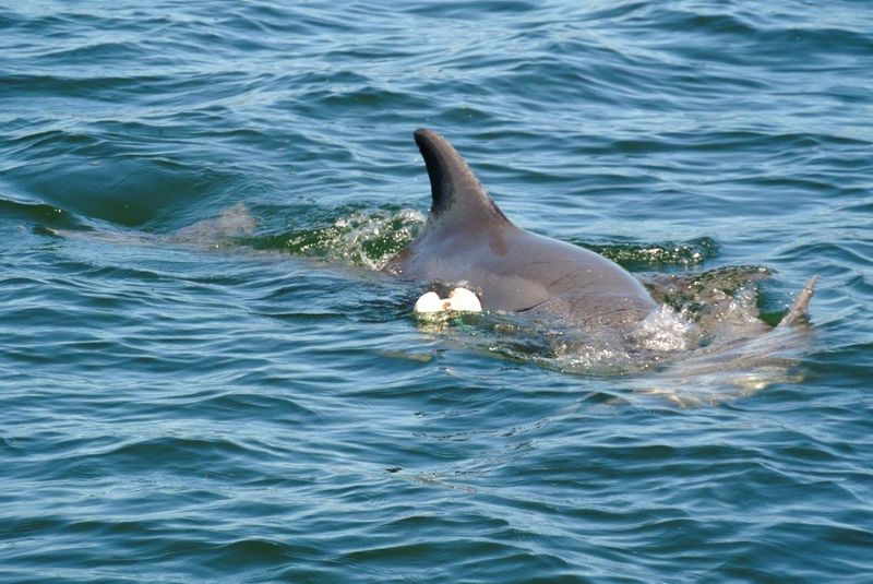 Dolphins