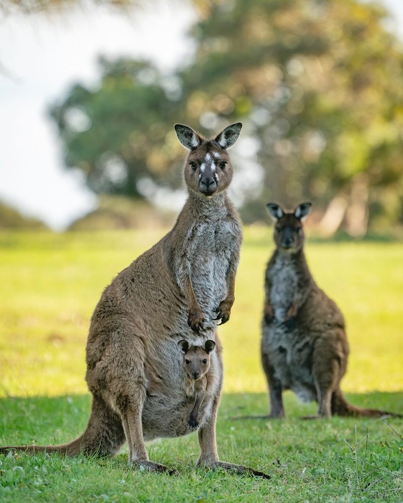 Eastern Grey Kangaroos