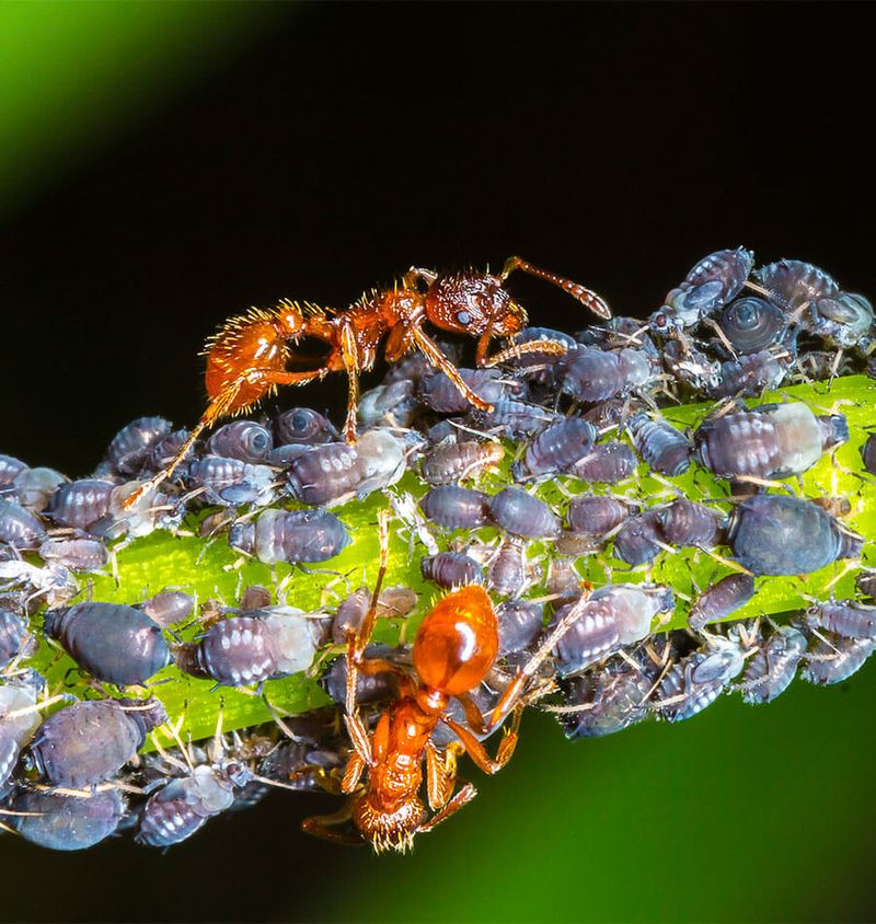 Ants Herding Aphids